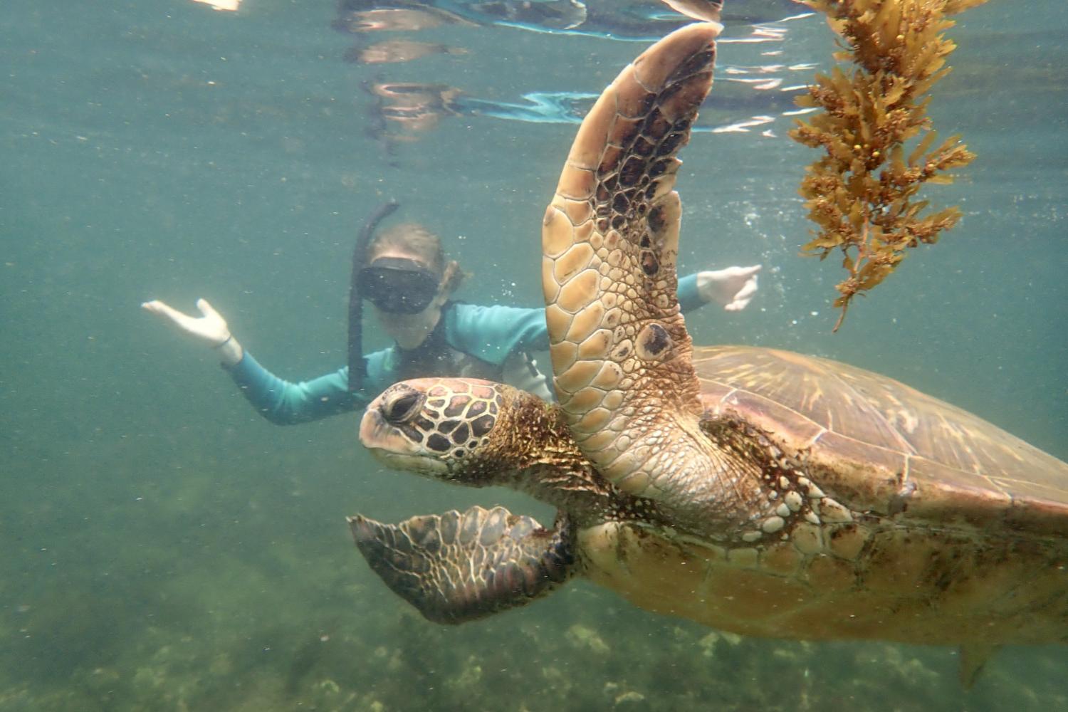 一名<a href='http://xwnw.ngskmc-eis.net'>博彩网址大全</a>学生在Galápagos群岛游学途中与一只巨龟游泳.
